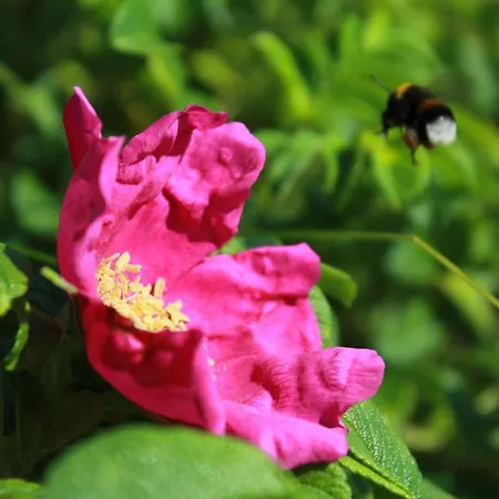 公寓 Villa Strandeck Ferienwohnung 08 宾茨